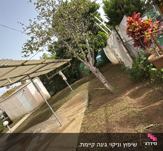 גינה עם עצים וצמחים בעציצים
